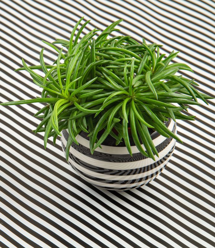 Imagen de una planta en una maceta de rayas blancas y negras.